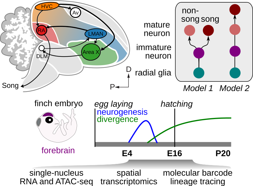 Neural circuit diversification