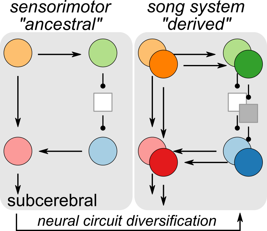 Gene regulatory co-option drives birdsong neural circuit specialization